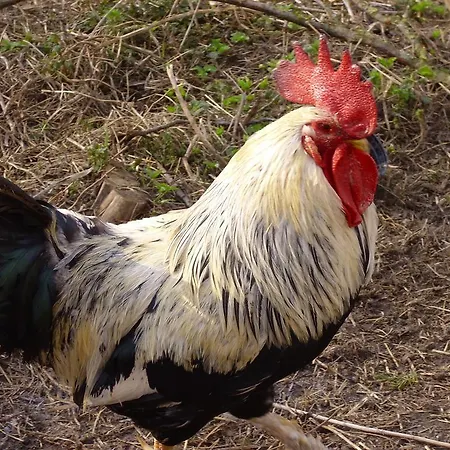 Willekes Bluetenhof * Madfeld