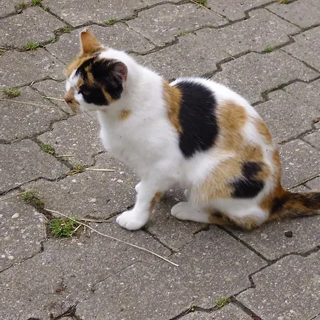 Willekes Bluetenhof Alojamento de Turismo Rural Madfeld