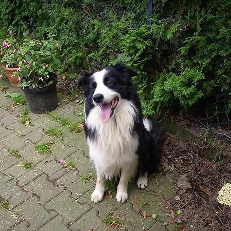 Farm stay Willekes Bluetenhof Madfeld