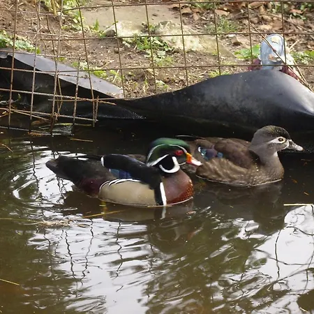 Willekes Bluetenhof Madfeld