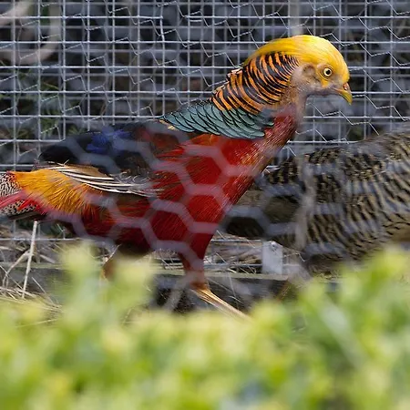 Willekes Bluetenhof Madfeld