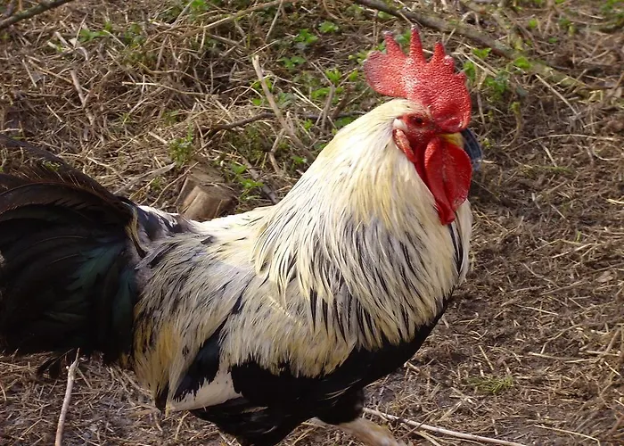 Willekes Blütenhof * Madfeld