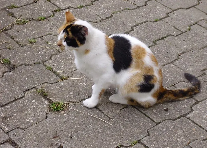 Willekes Bluetenhof Vakantieboerderij Madfeld