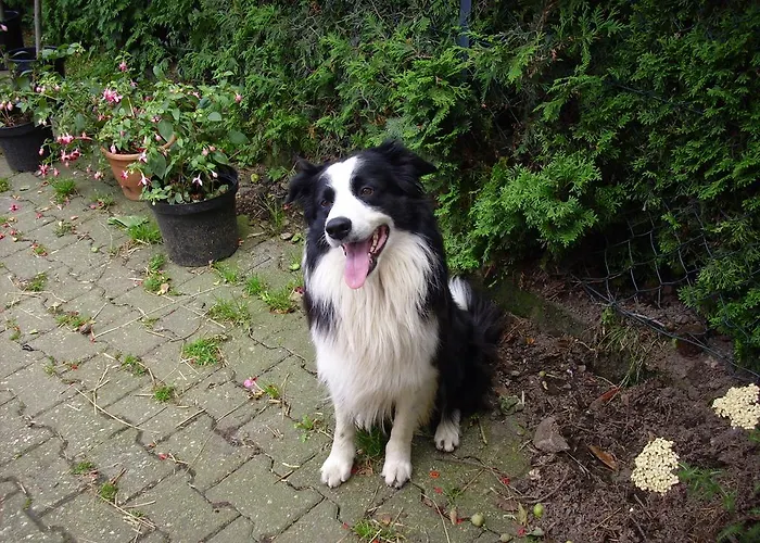 Agroturismo Willekes Blütenhof Madfeld