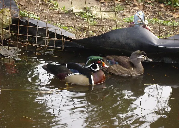 Willekes Blütenhof Madfeld