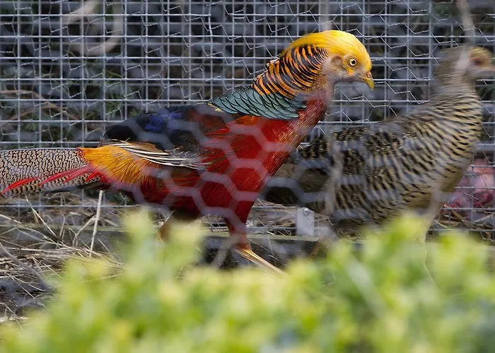 Willekes Bluetenhof Madfeld